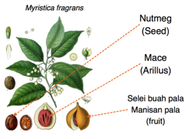 myristica fragrans